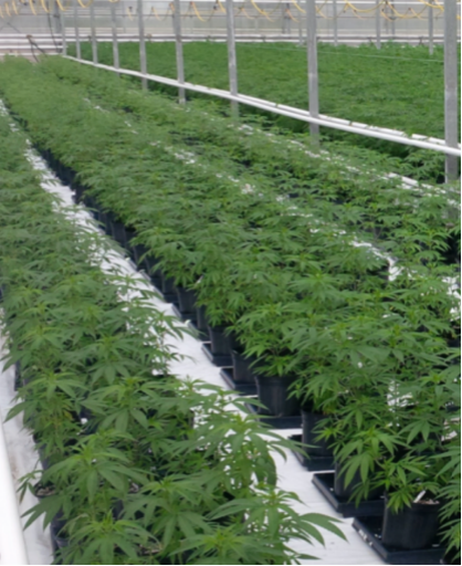 Cultivo por contrato