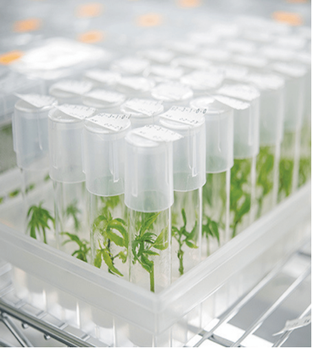 Biblioteca de genética registrada