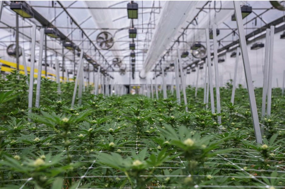 Cultivo Hybrida Farms